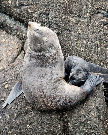 Fur Seal Nursing