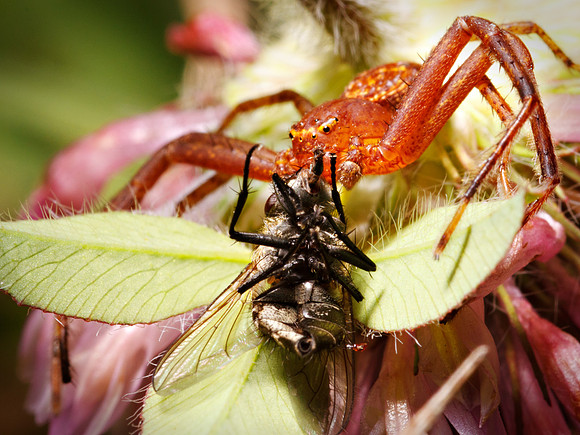 Spider Gets a Meal