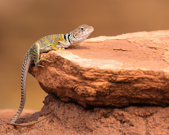 Little Collared Lizard