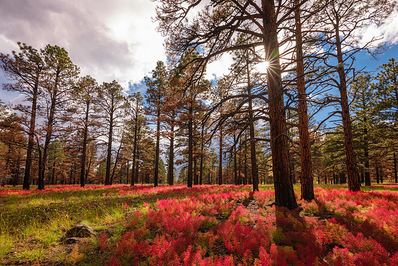 Fairy Forest