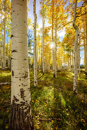 Aspen Walk