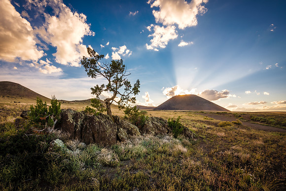 Lone Tree at SP Crater