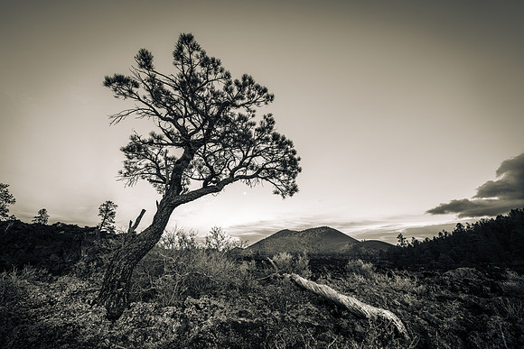Sunset Crater Tree