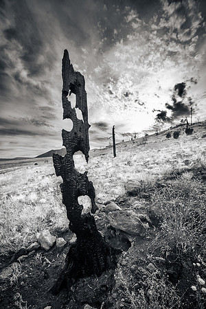 Burned Trunk