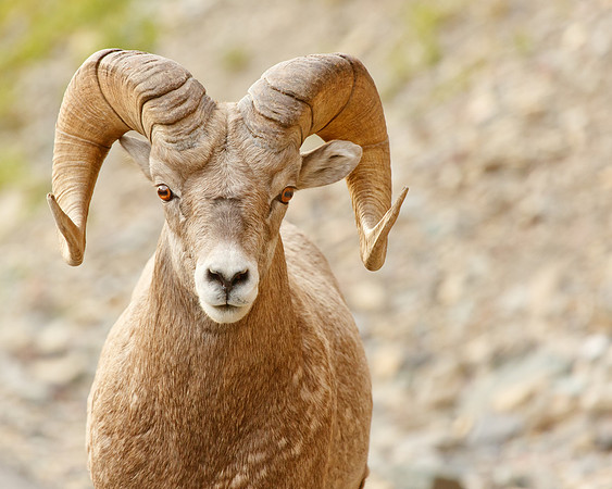 Bighorn Sheep