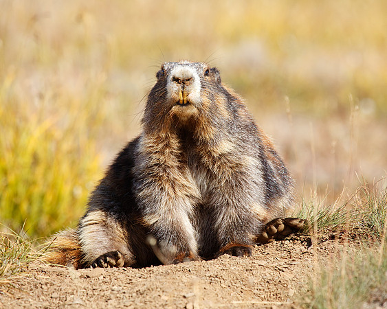 Olympic Marmot