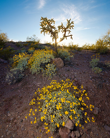 Desert Spring