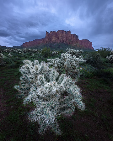 Cholla Cactus and the Superstitions