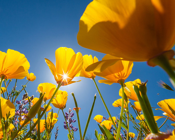 California Poppies
