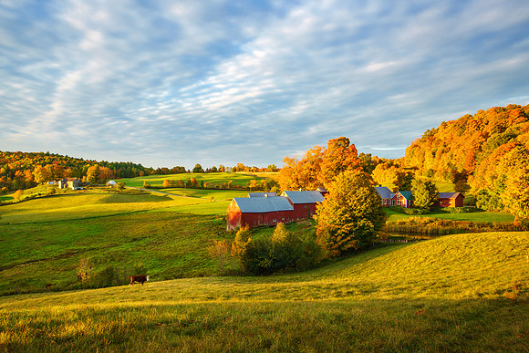 Jenne Farm and Cow