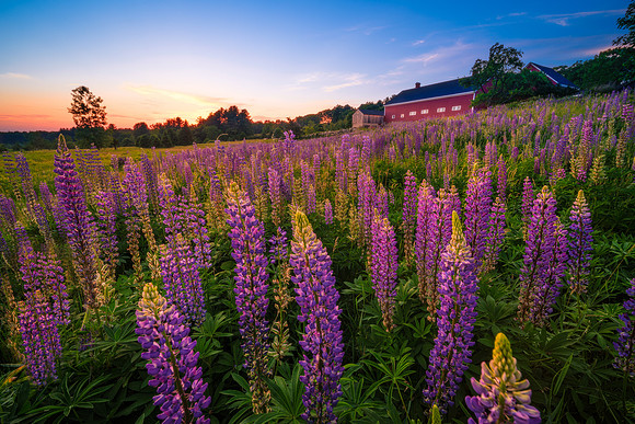 Lupine Legacy