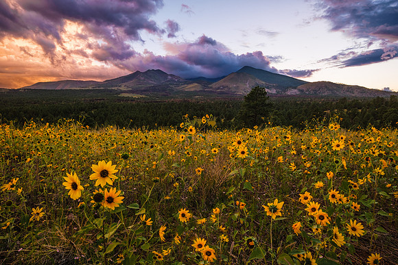 Sunflowers at Sunset