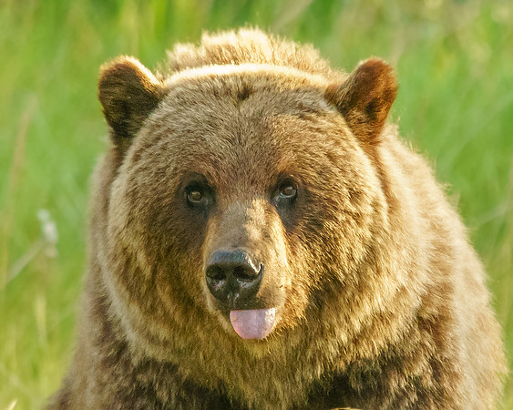 Grizzly Mom