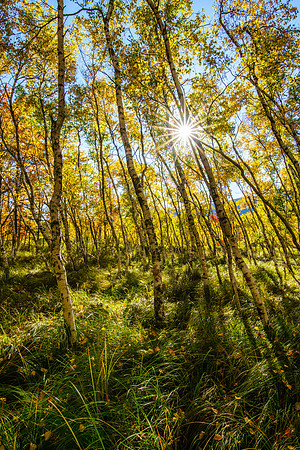 Leaning Birches Lit Up