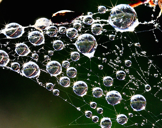 The World in a Drop