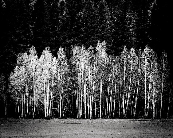 Aspens on the North Rim of the Grand Canyon