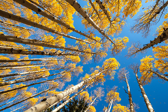 Flagstaff Aspens
