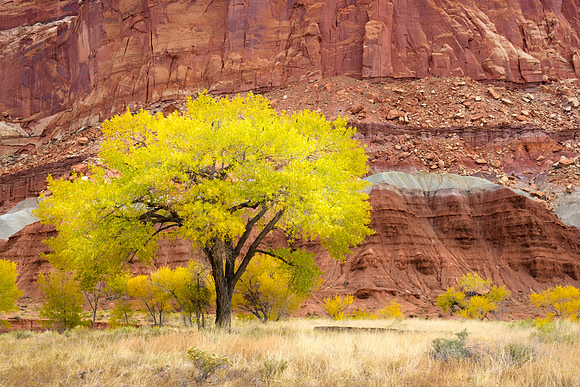 Autumn in the Canyon