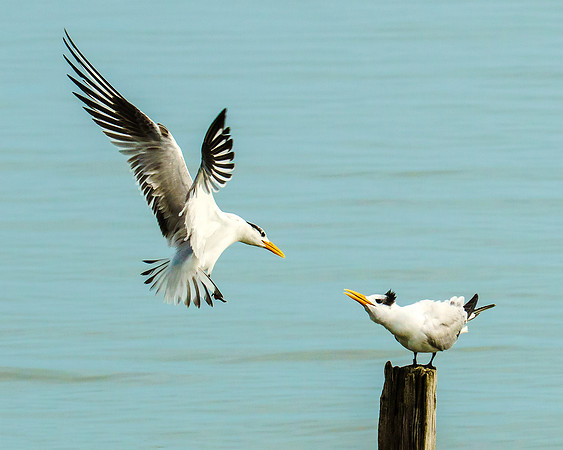 Confrontation