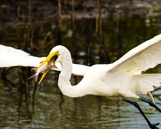 Mouthful