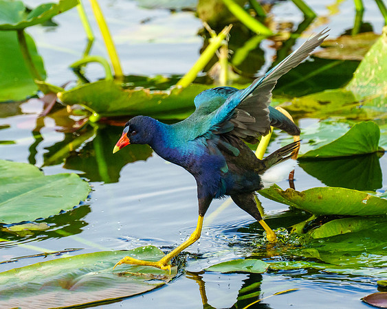 Purple Gallinule