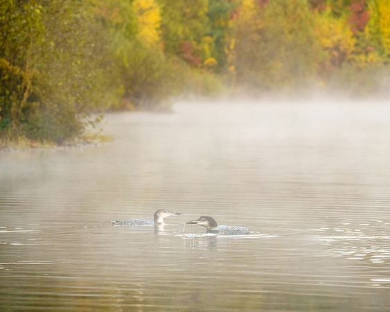 Loons of Autumn
