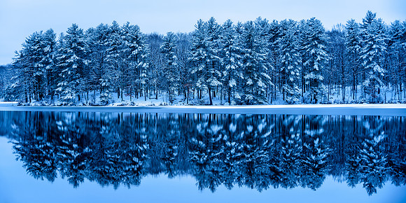 Winter Trees Panorama