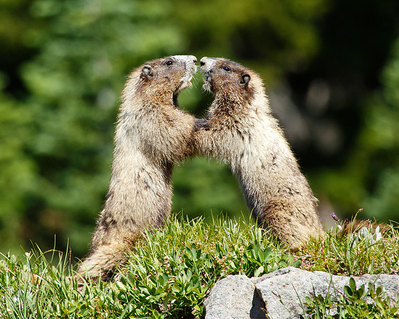 Marmots Wrestling
