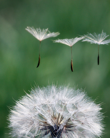 Goat's Beard in the Wind