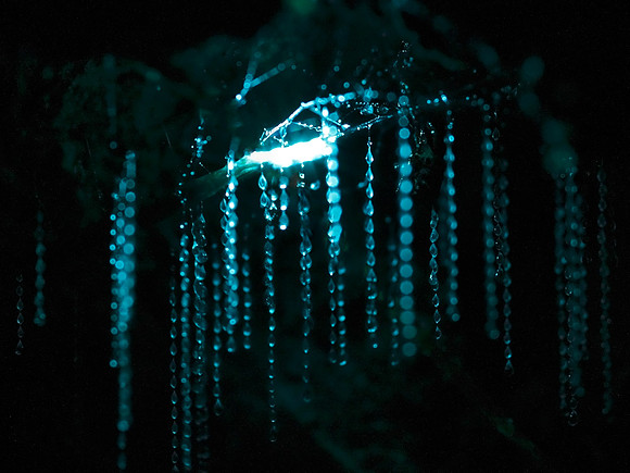 Glow Worm
