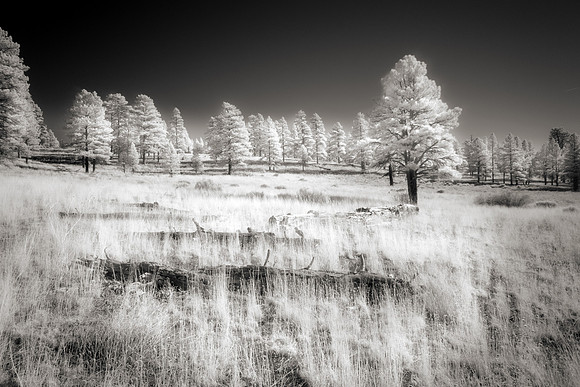 Ponderosas (Infrared)