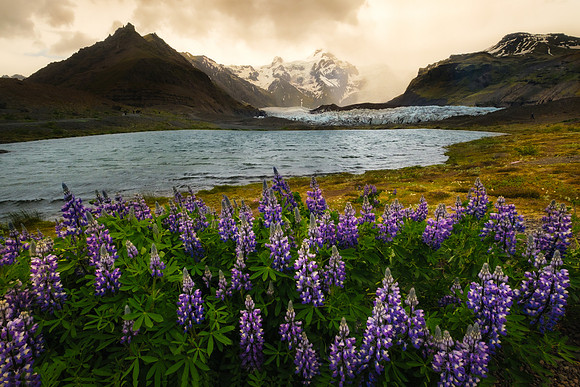 Svínafellsjökull Lupine