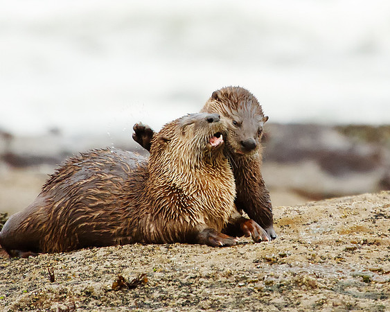 Slappy Otters
