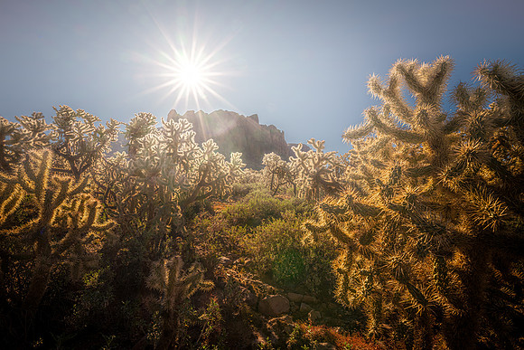 Cholla Forest
