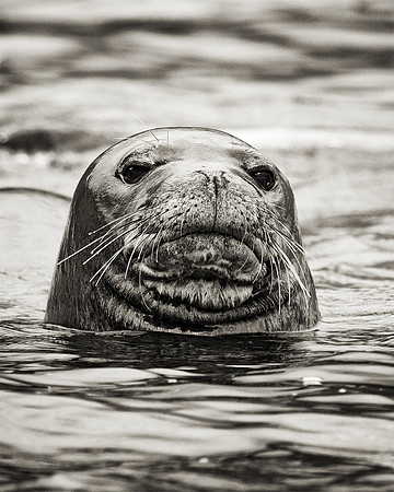 Hawaiian Monk Seal