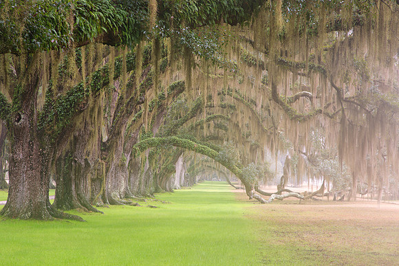 Avenue of Oaks